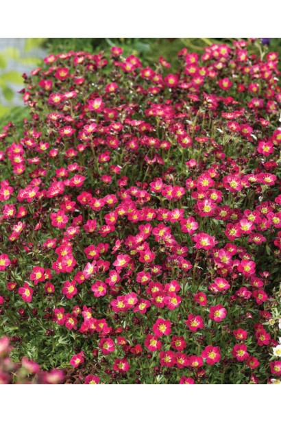 Скельниця Арендса Піксі Пан Ред 